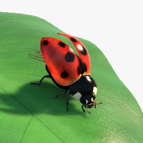 Ladybug Rigged Animated